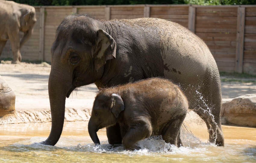 frankie and sunny elephants