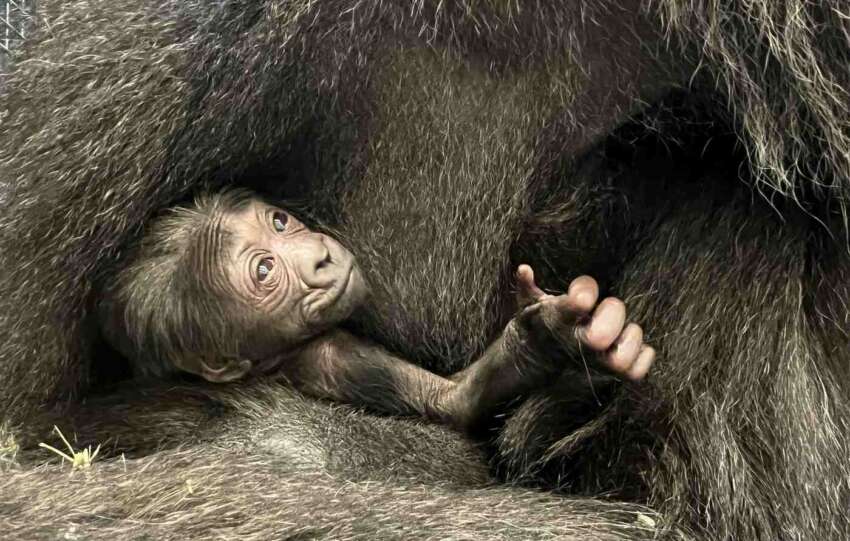 baby gorilla columbus zoo