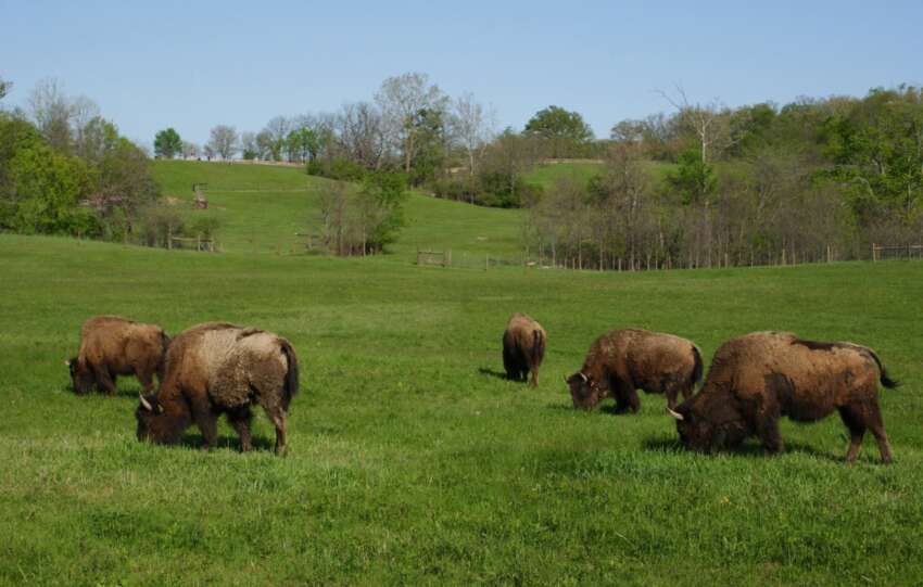 bison grazing at battelle darby creek metro park