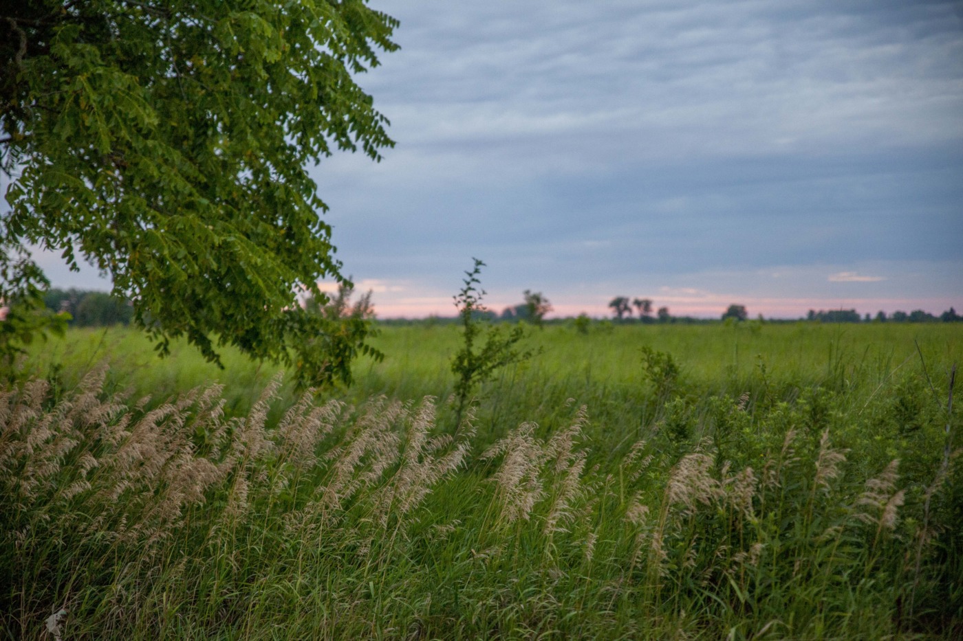 field at darby creek metro park