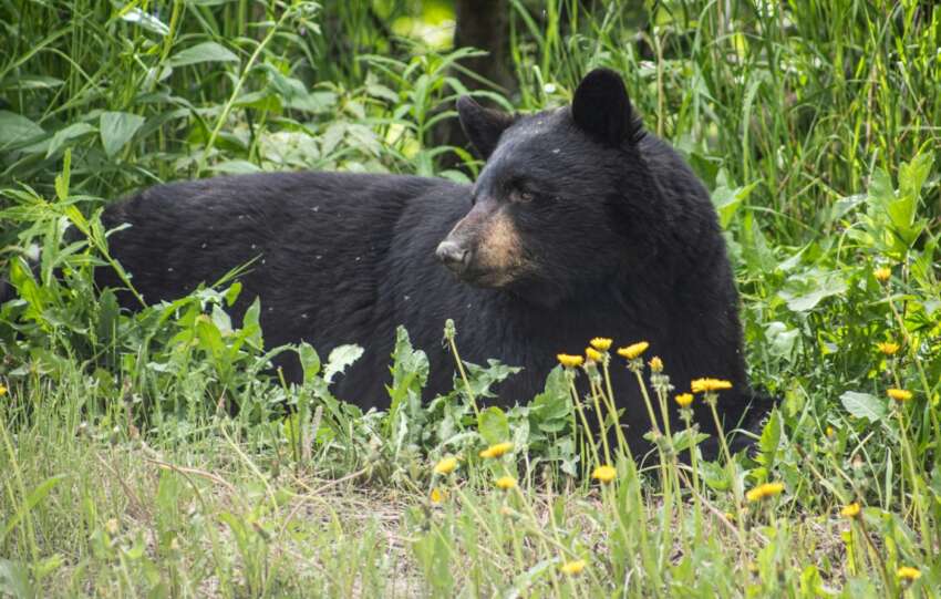 black bear in grass