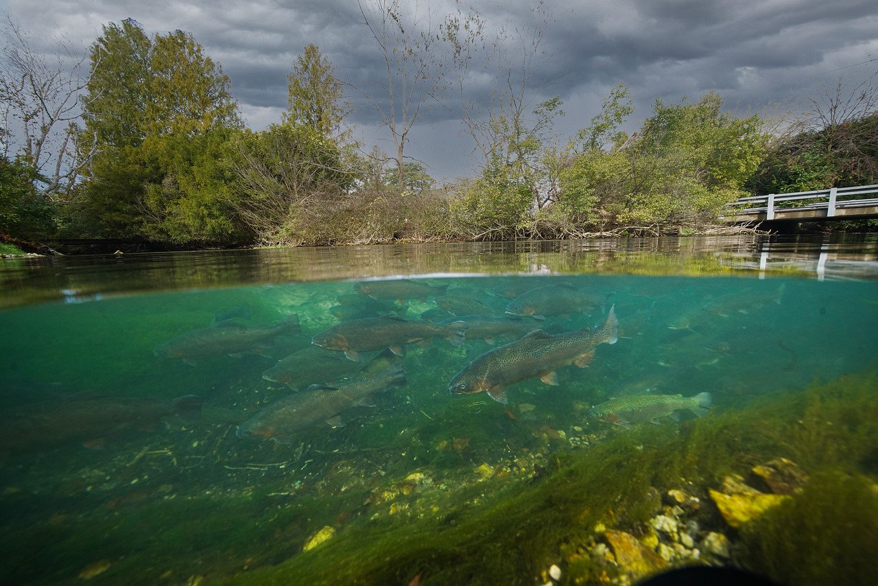 castalia state fish hatchery