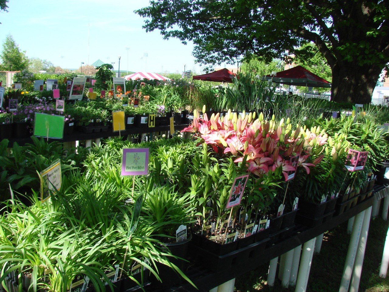 chadwick arboretum plant sale