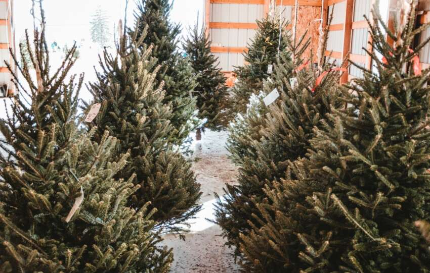christmas tree farms columbus ohio