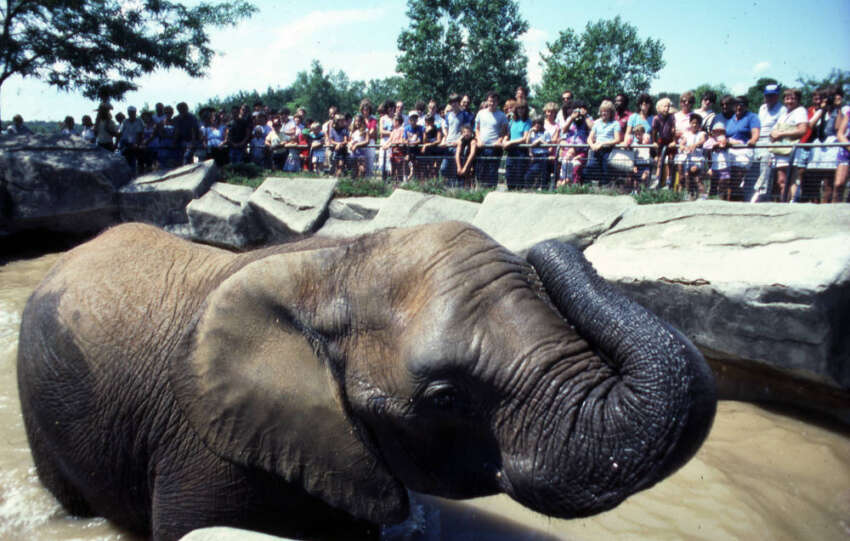 columbus zoo african elephant 1992