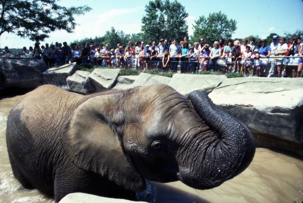 columbus zoo african elephant 1992