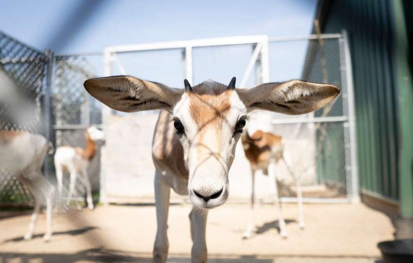 dama gazelle calf