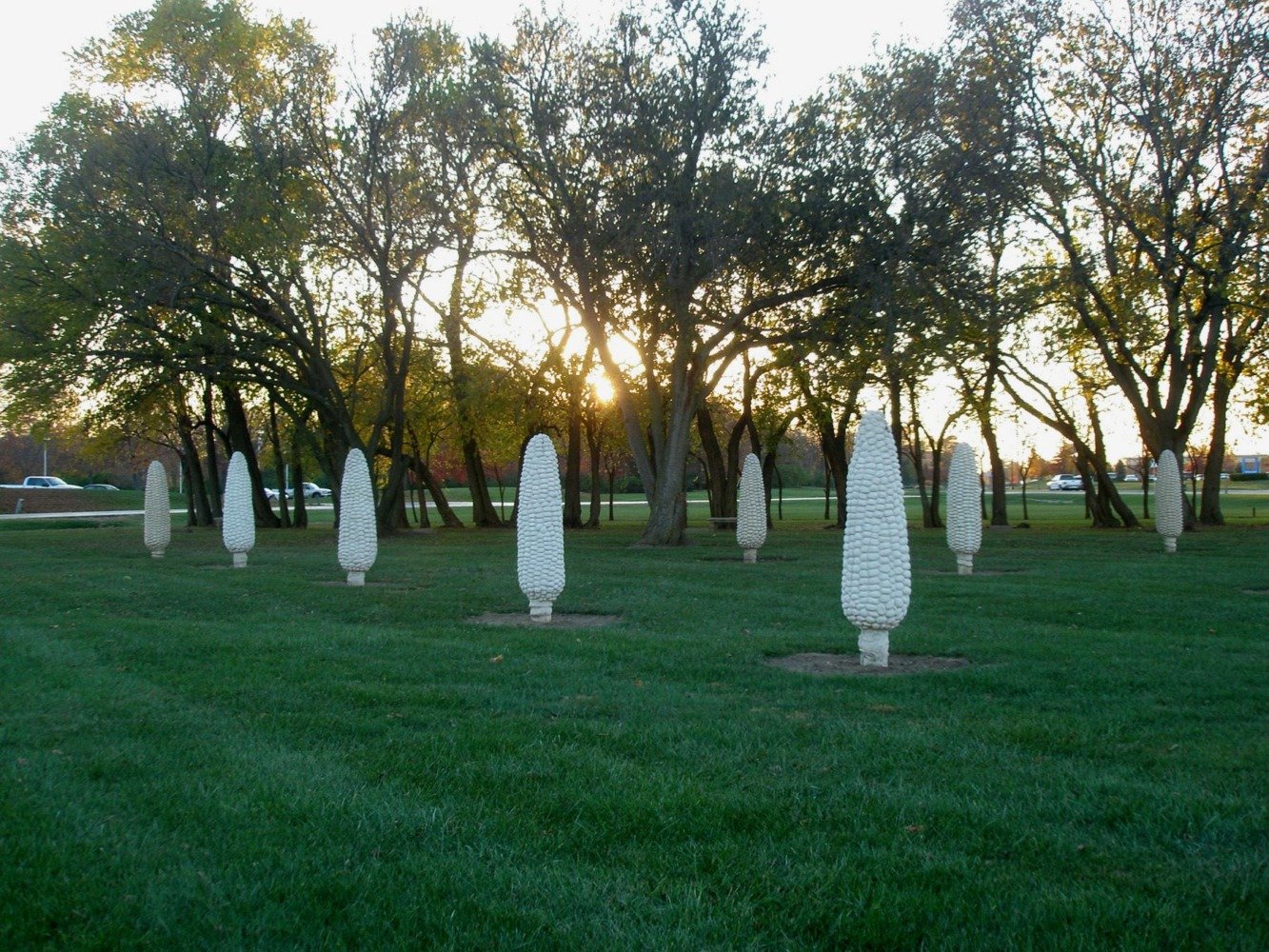 Field of corn in Dublin, Ohio