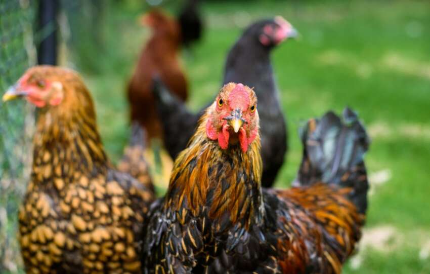 flock of chickens