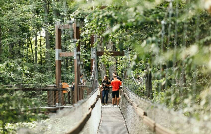 holden arboretum canopy walk