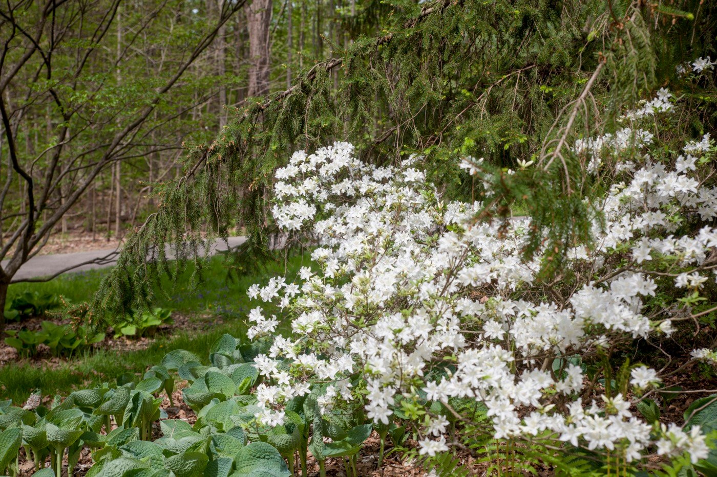 inniswood metro gardens