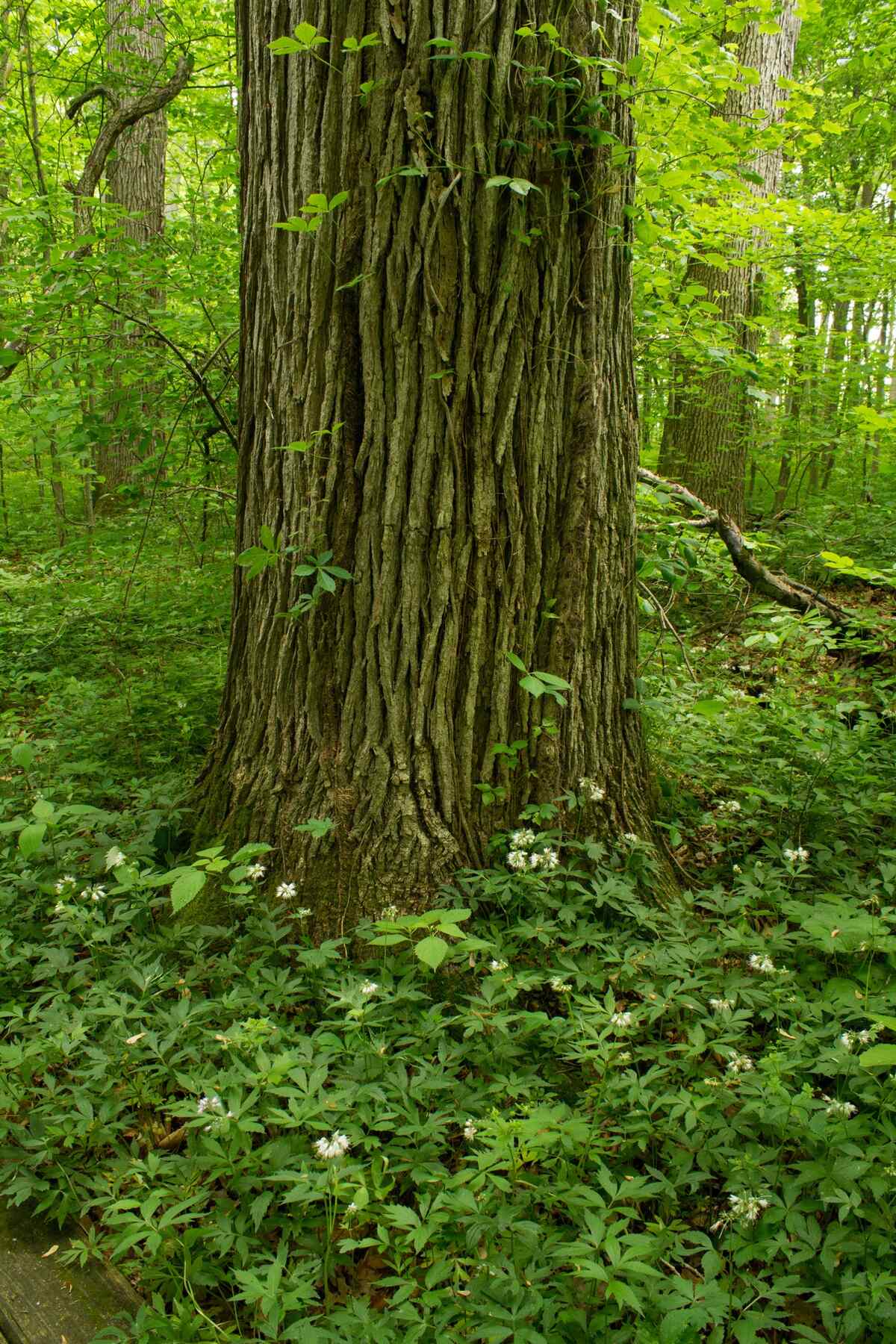 the old growth forest at johnson woods state nature preserve
