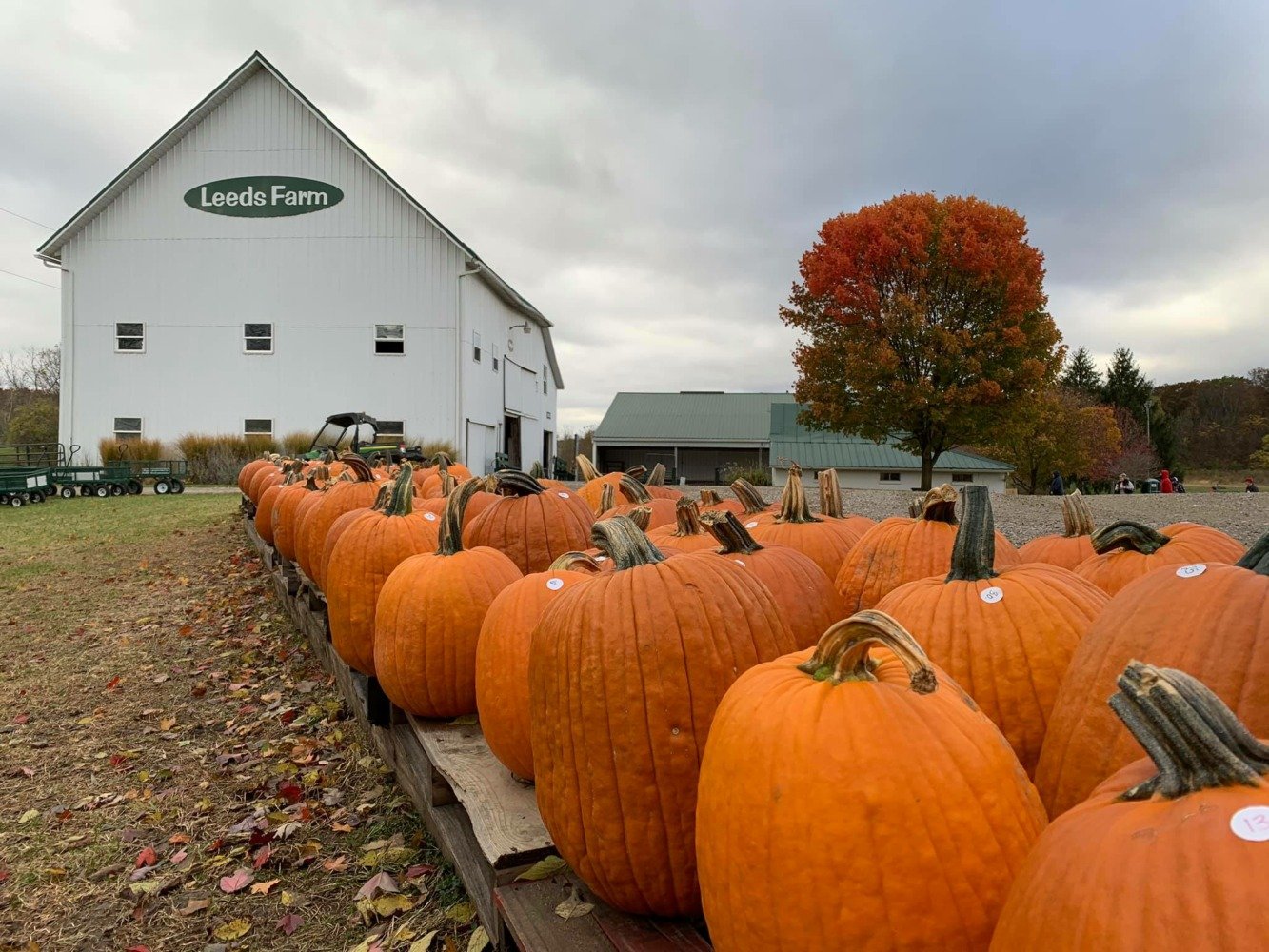 pumpkin patch at leeds farm