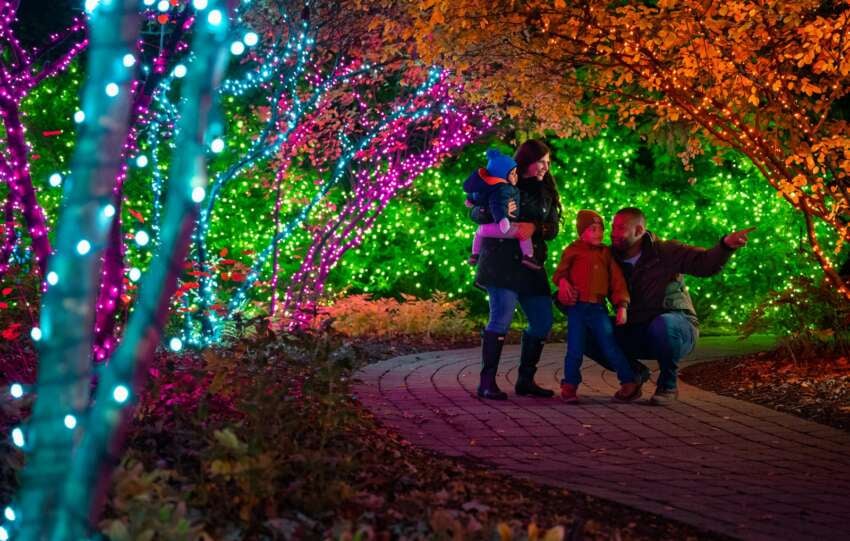 family looking at christmas lights at toledo zoo