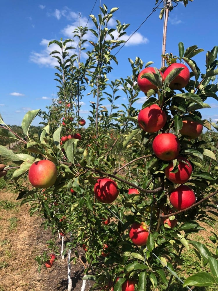 Apple picking at Lynd Fruit Farm