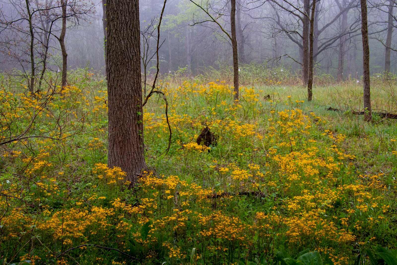 a forest in oak openings with yellow flowers
