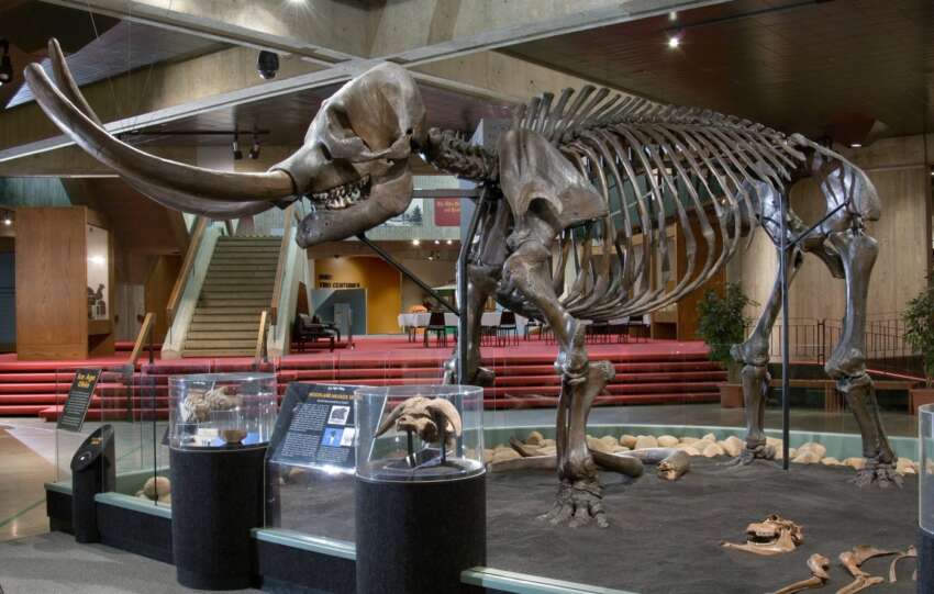mastodon skeleton at Ohio history center