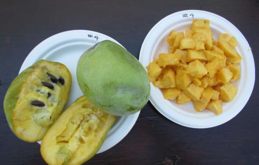 Pawpaw fruit festival in Ohio