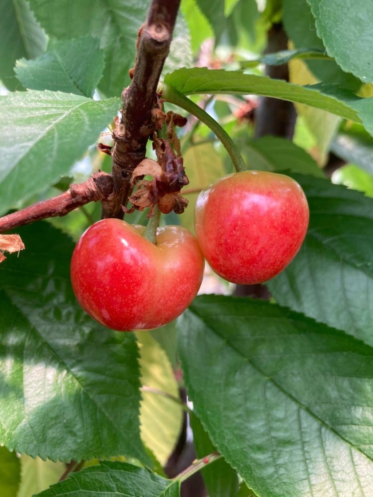 pick n'save orchard