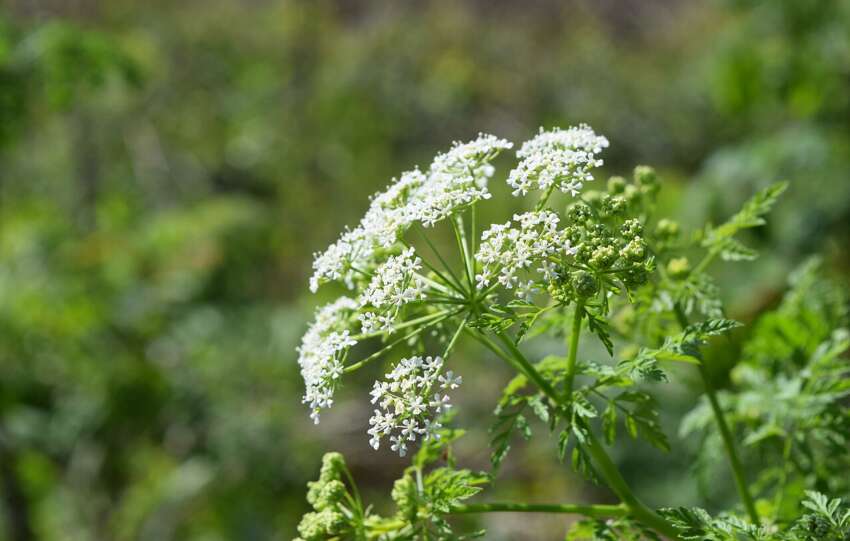 poison hemlock