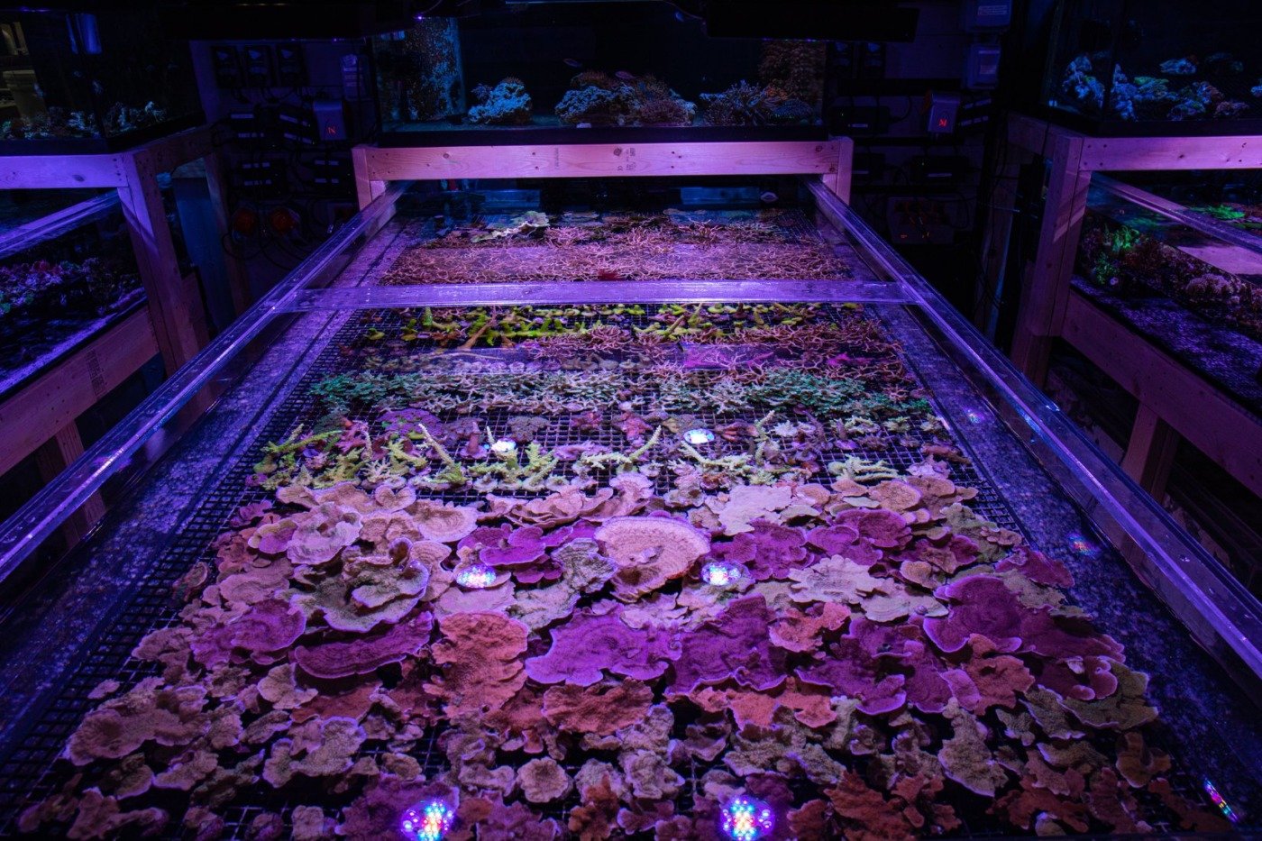 Reef Systems Coral farm Columbus
