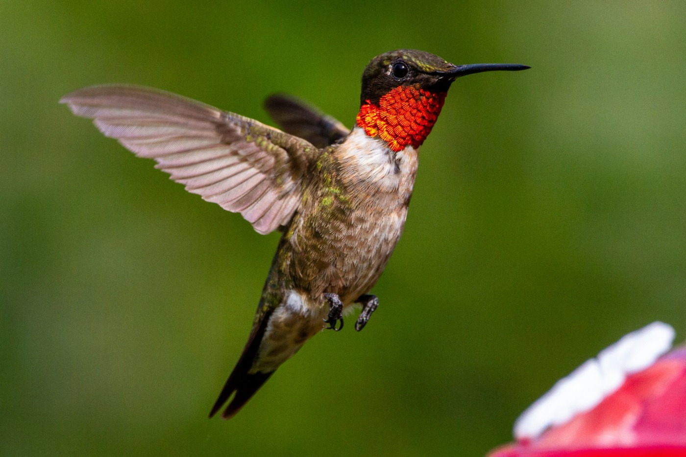 ruby throated humming bird flying