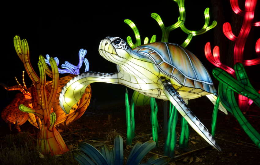 sea turtle lantern columbus zoo