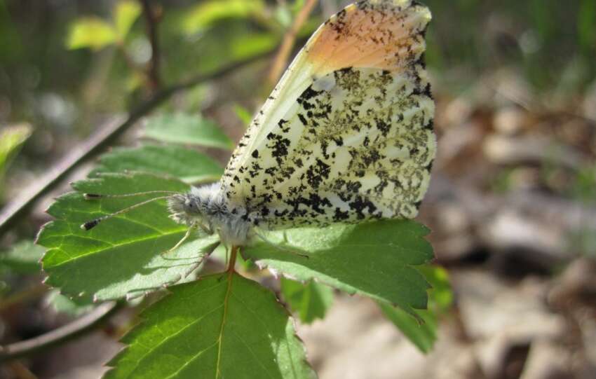 butterfly at shawnee state park