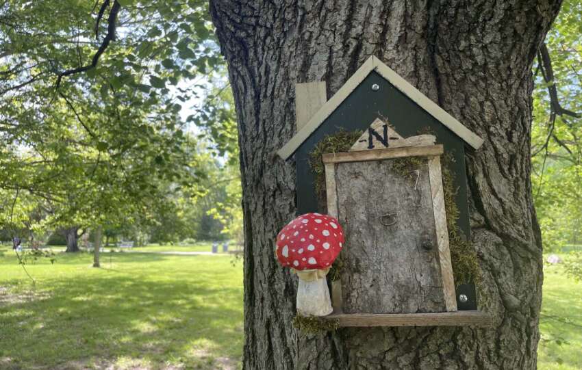 squirrel door on tree