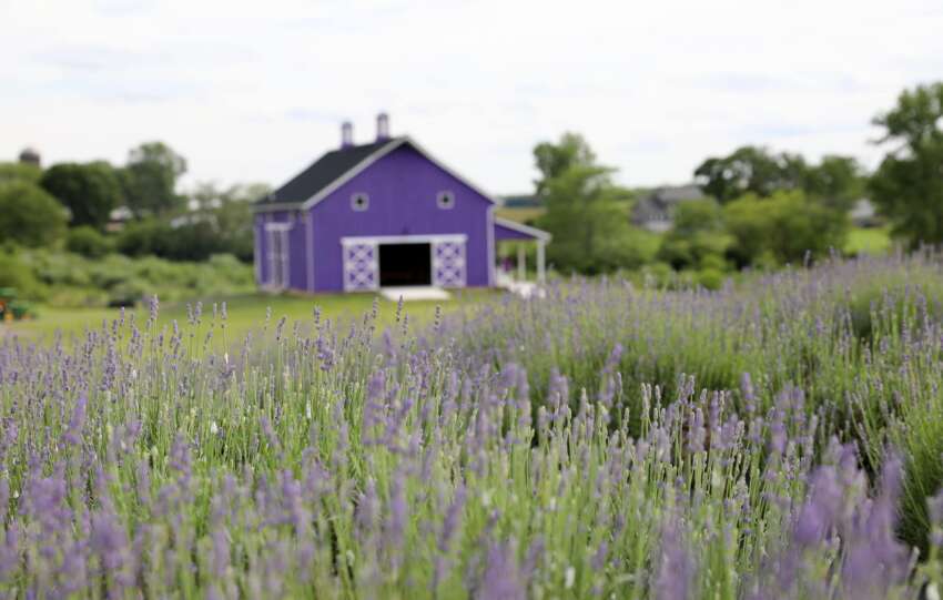 sunset ridge lavender farm