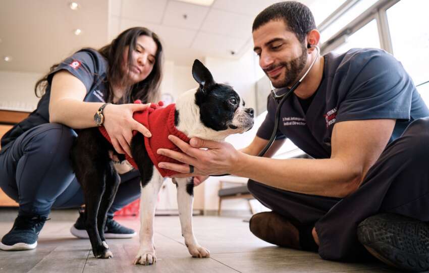 emergency vet