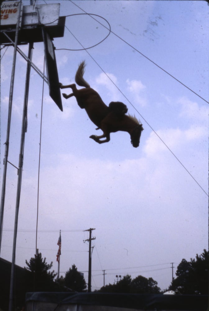 horse monkey diving show ohio state fair